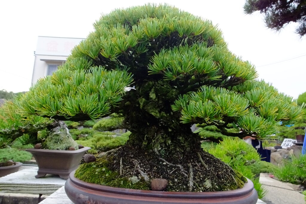 Bonsai tree, one of Kagawa's popular nature art. 