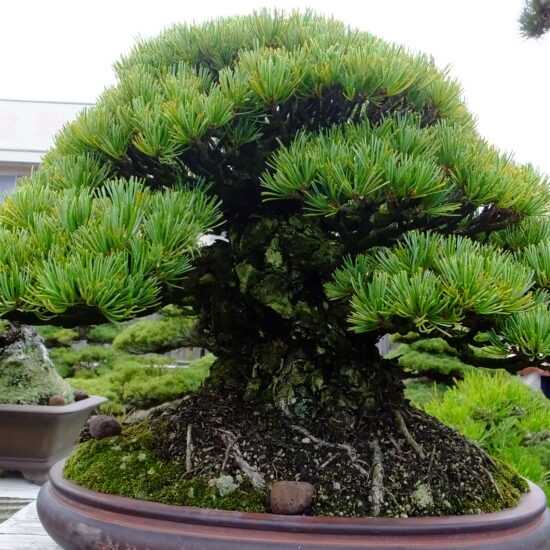 Bonsai tree, one of Kagawa's popular nature art.