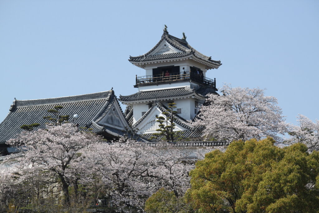 Kochi Castle with Sakura flowers bloom