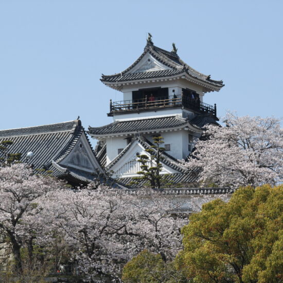 Kochi Castle with Sakura flowers bloom