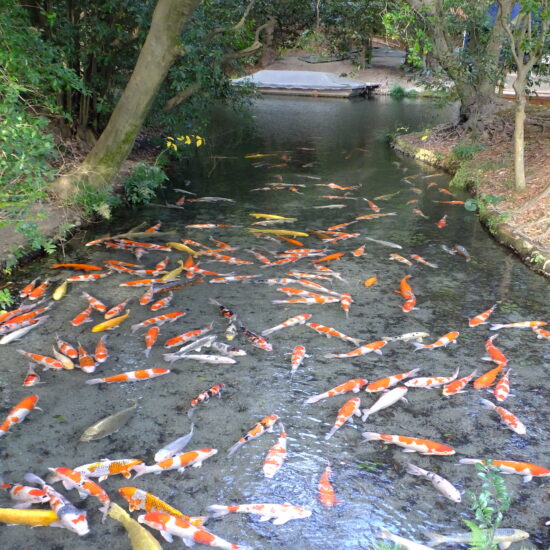 Koi fish in Ritsurin Garden