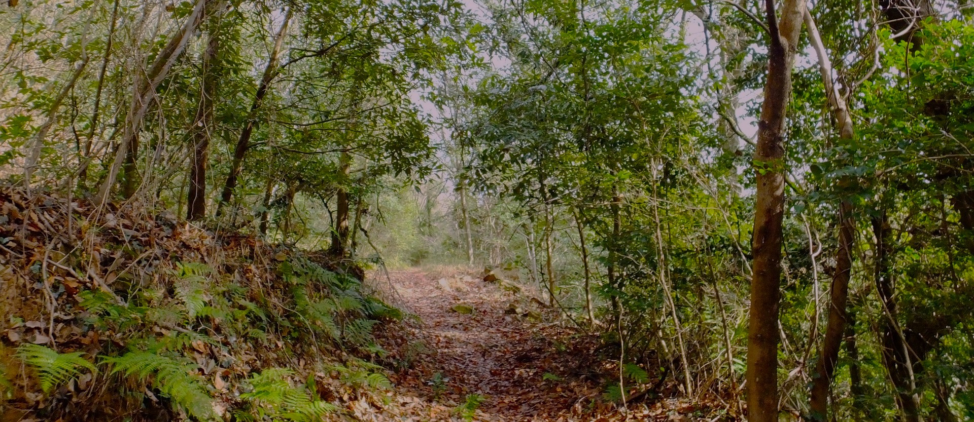 Shikoku Ohenro walking trail near temple 82.