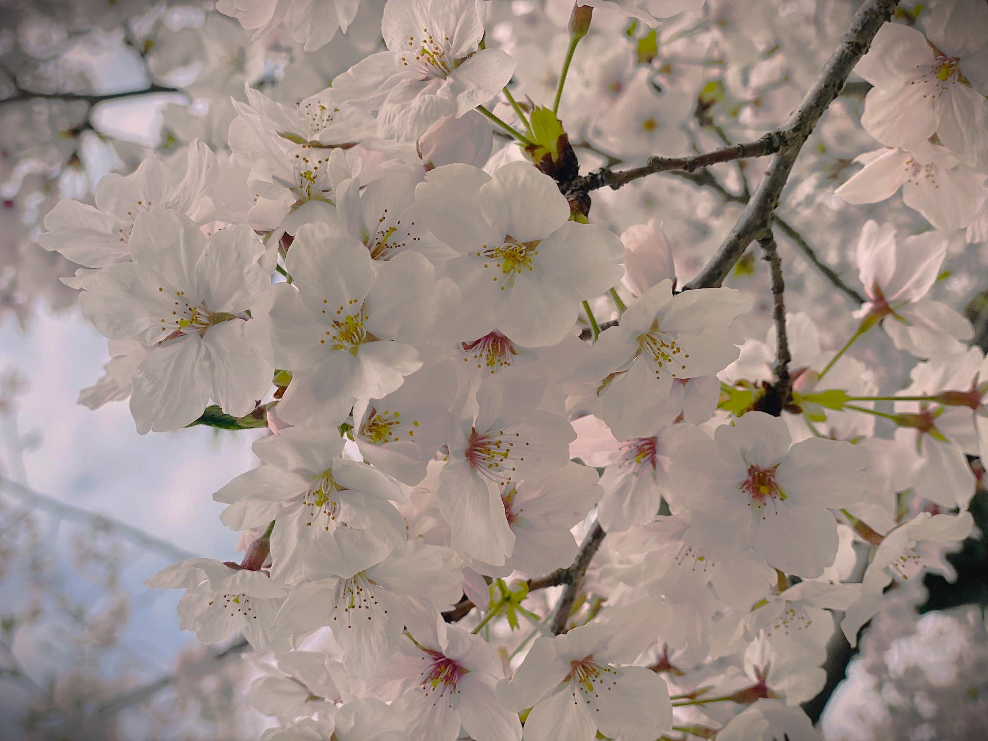 Sakura Flower Spring Season Japan